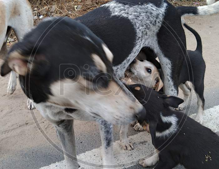 A roadside dog feeding her puppies.