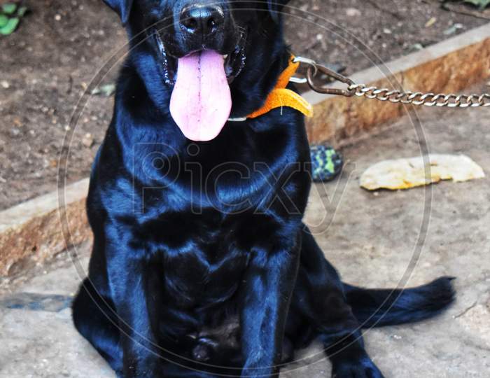 A Labrador Dog Sitting On The Floor With Its Silky Hair And Tongue Out . Its Black In Color