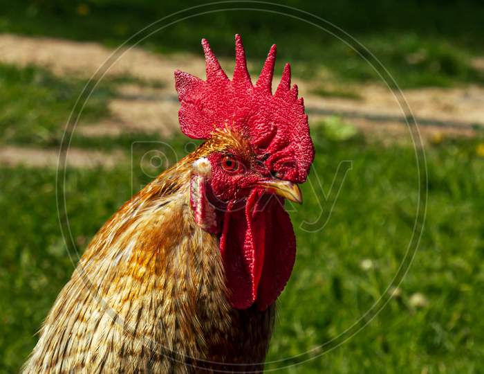 Farm Animal Bird, Chicken Man