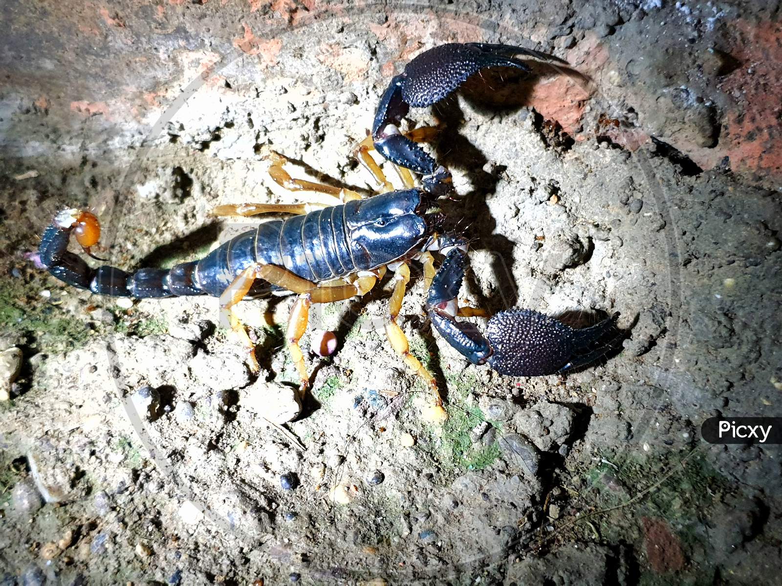 This is a black scorpion