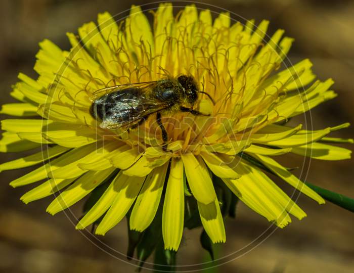 Dandelion Yellow Flower, Insect Bee Inside