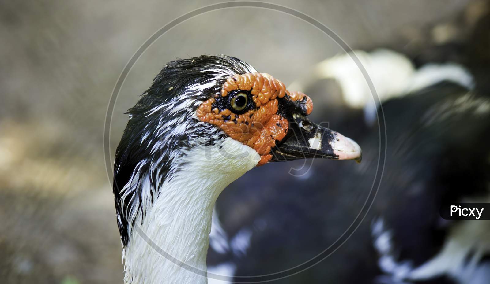 A Muscovy Duck, A Species Of Geese Also Known As Barbary Duck