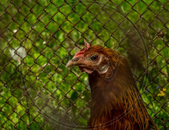 Brown Chicken In Cage,Farm Bird