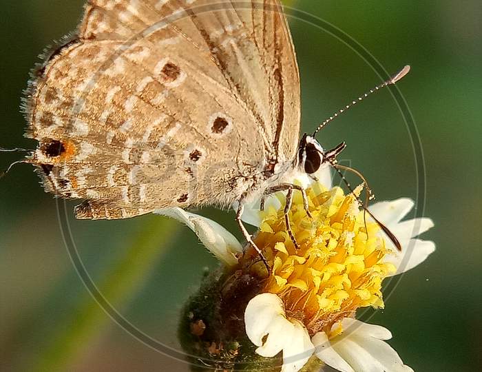 Butterfly on flower...macro photo of butterfly