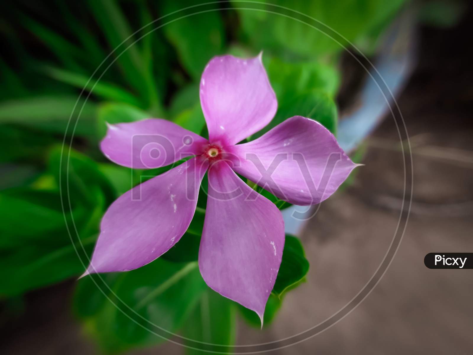 Pink Flower With Green Leaves And Dusty Floor