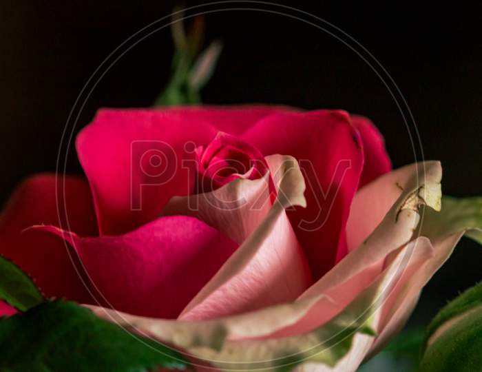 Two Color Flowering Rose Flower