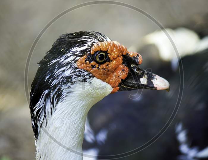 A Muscovy Duck, A Species Of Geese Also Known As Barbary Duck