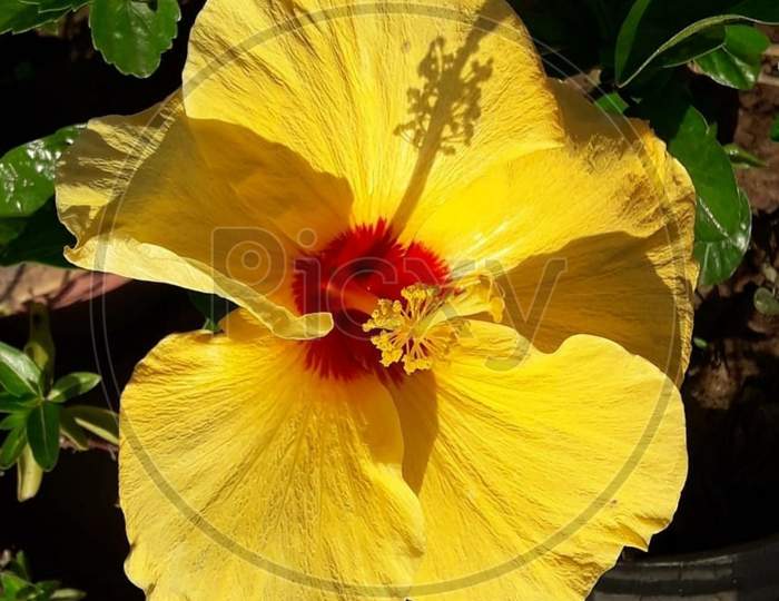 Hybrid Hibiscus with Yellow & Red Colour