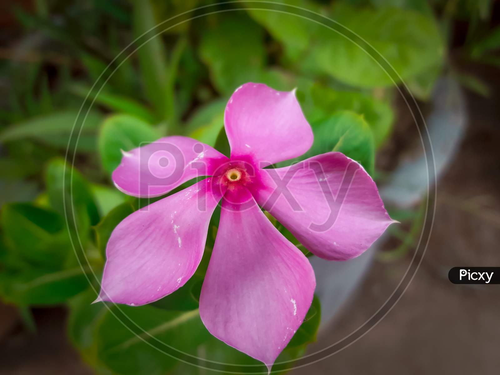 Pink Flower With Green Leaves In Flower Pot