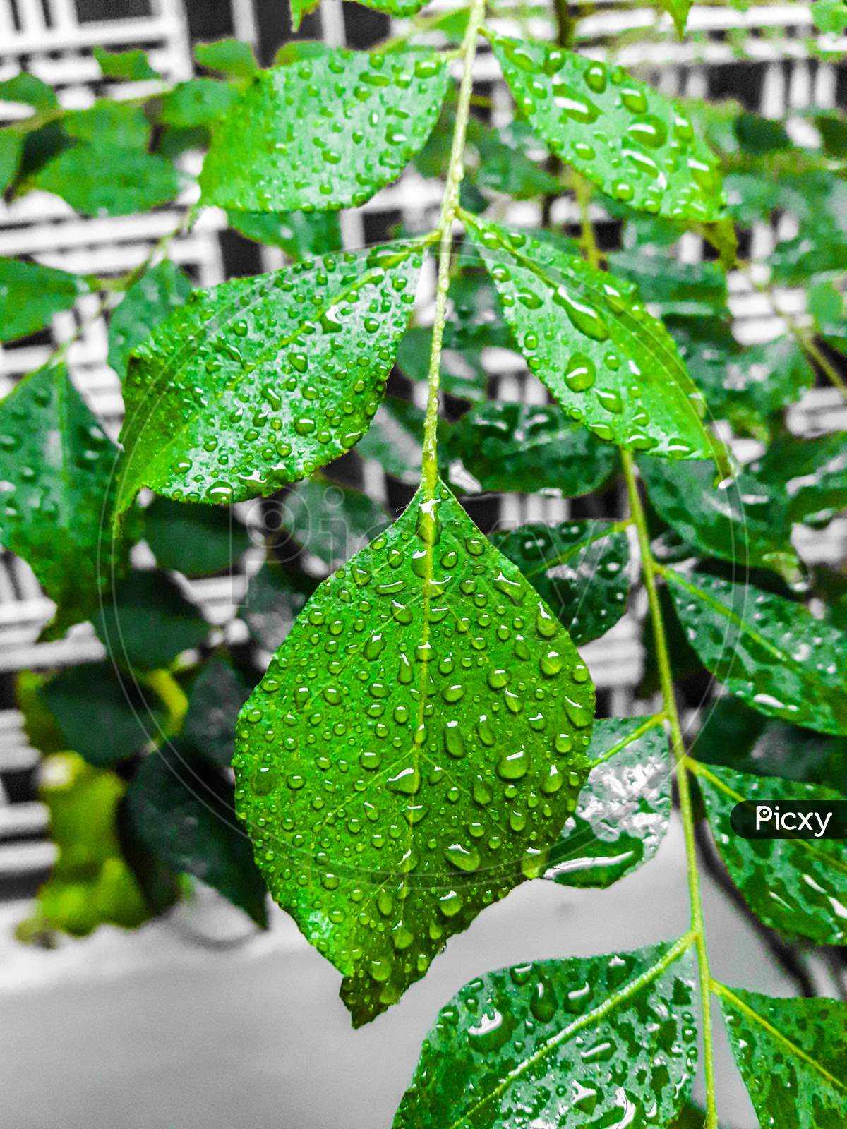 Green Leaves With Rain Drops On It