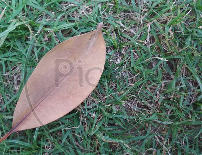 leaf on the ground