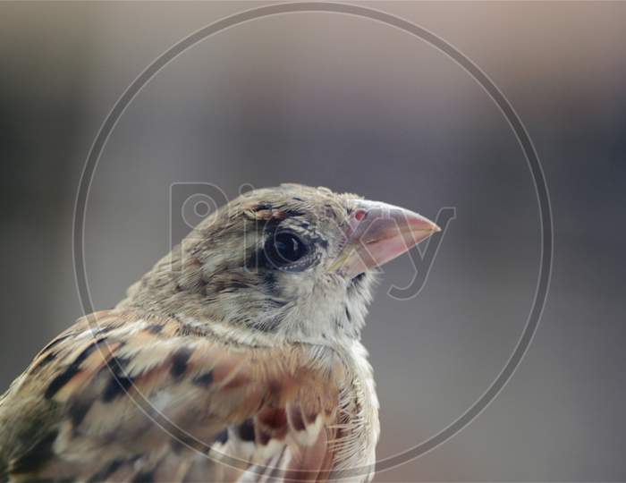 close up of a sparrow head