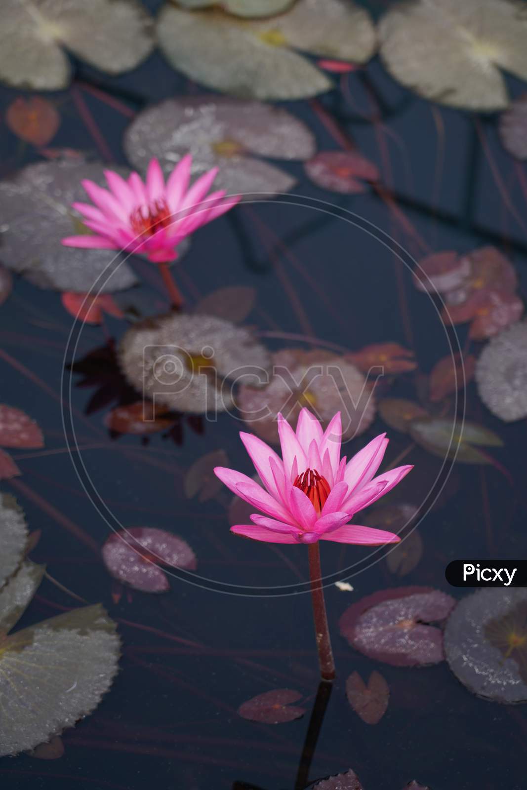 Two Pink Color Lotus Flowers In Blue Color Water Along With Other Leaves And Water Plants.