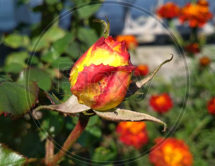 YELLOW AND RED ROSE