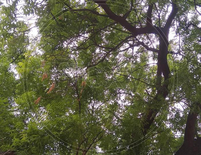 The beautiful view of neem tree canopy
