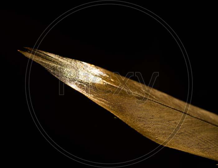 Feather On A Black Background. Golden Feather Close Up.