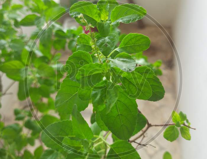 a branch and leaves of holy basil (tulsi) in blur green background