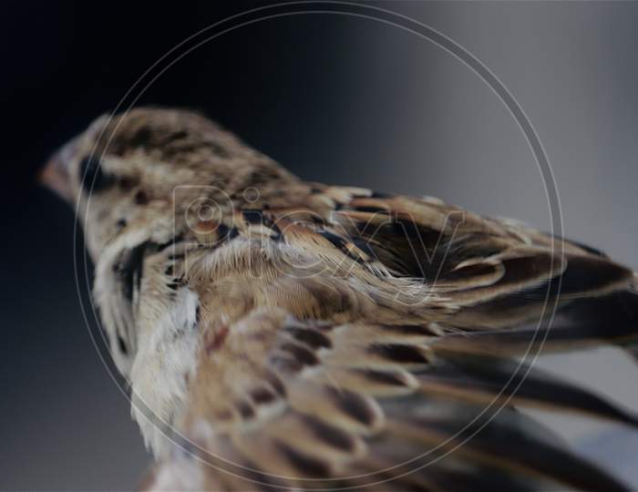 close up of sparrow feather