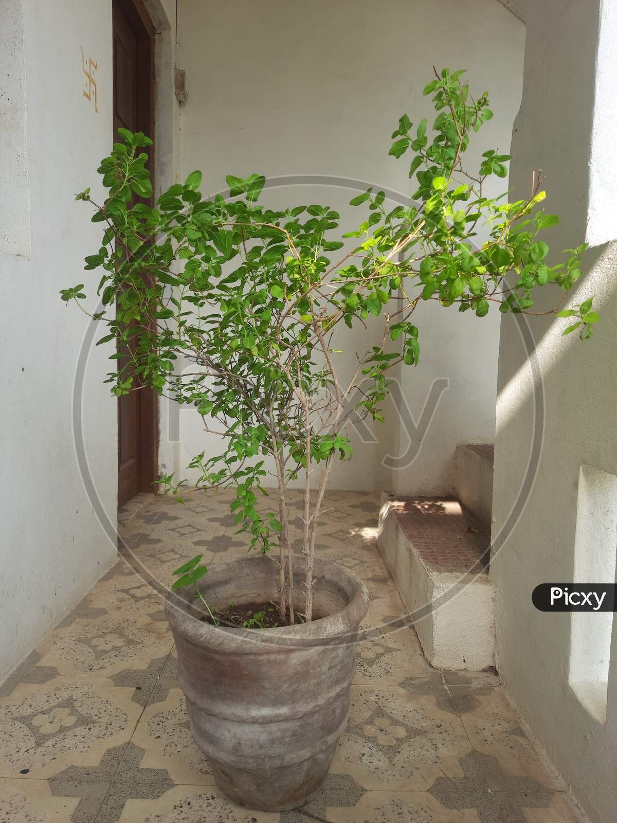 a plant of Tulsi in pot in the Balkany of village