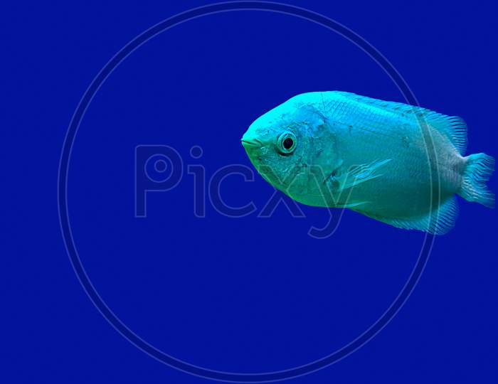 Kissing Gourami Helostoma Temminckii Also Known As The Kissing Fish Isolated On Blue Background