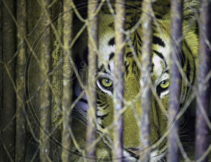 A Fierce Tiger Trapped In The Cage