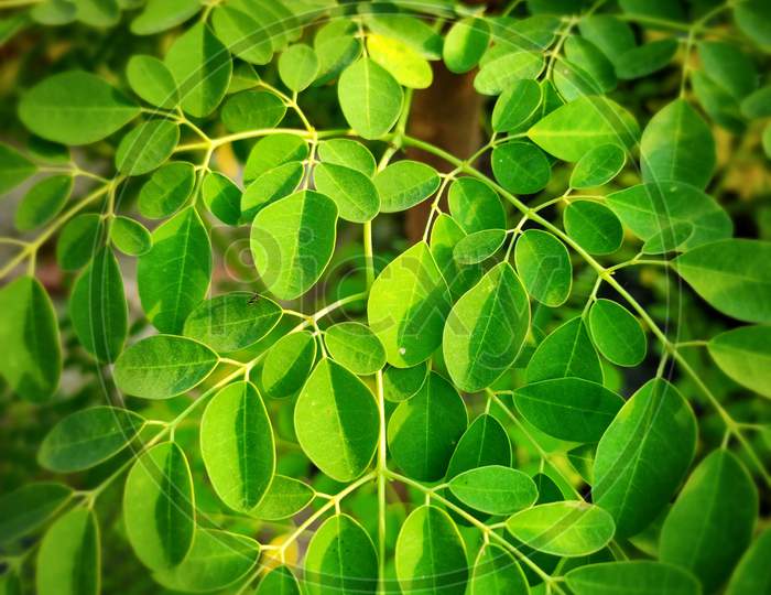 Moringa oleifera tree leaves