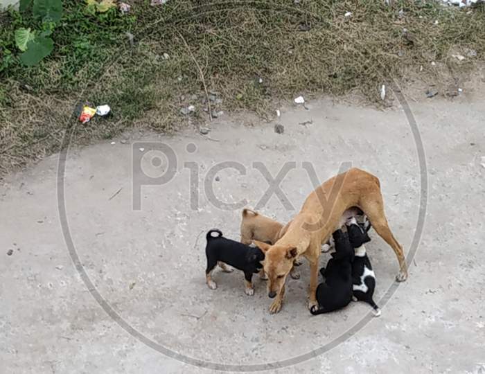 a mother dog with its puppies
