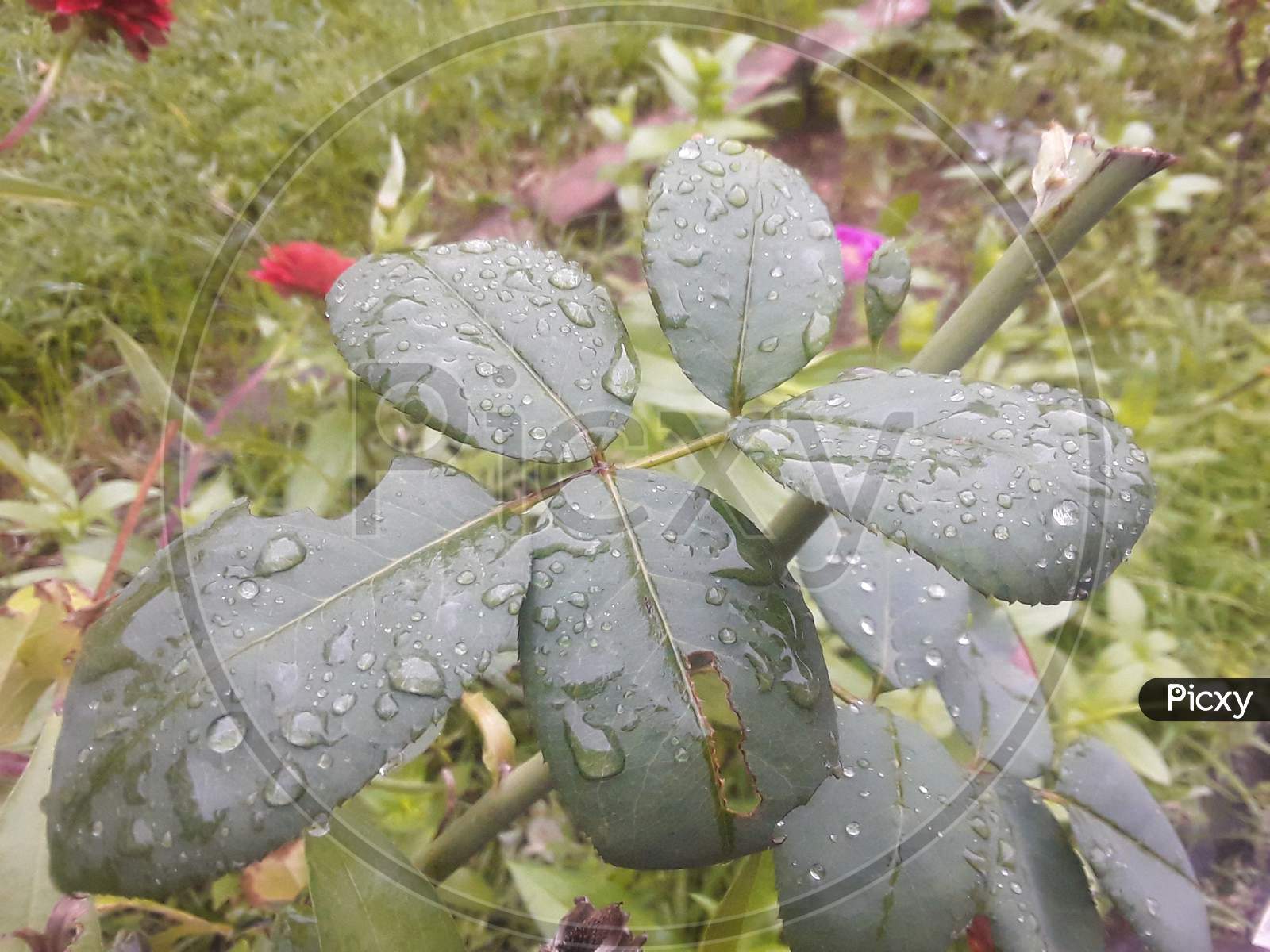 There are drops of water on the rose leaf