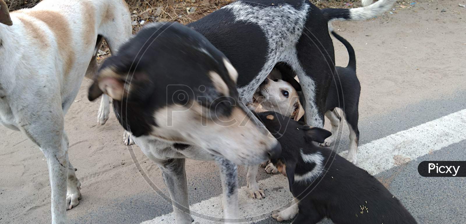 A roadside dog feeding her puppies.