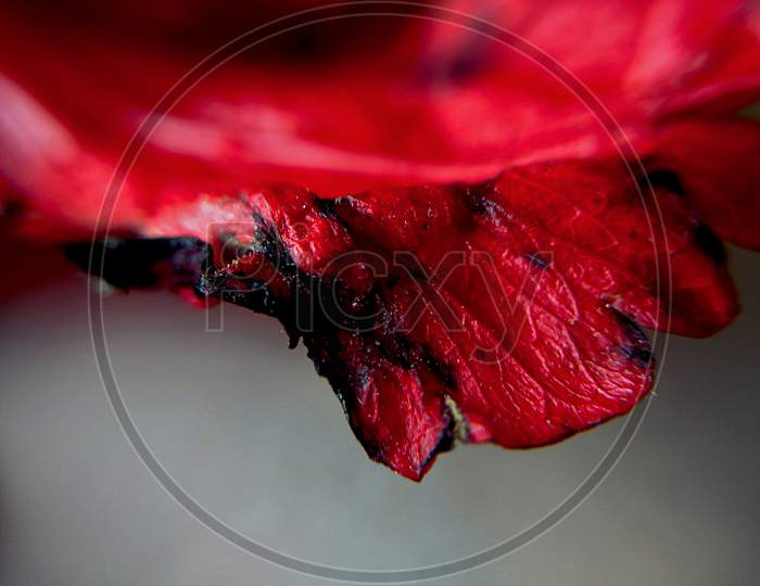 Macro Photography Of Drying Petal Of Hibiscus Rose. Hibiscus Rose Is Also Known As Chinese Rose.