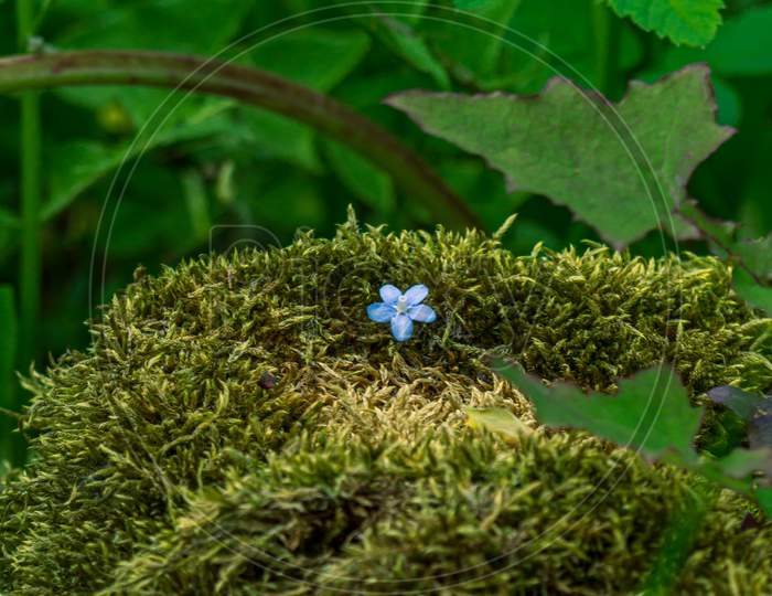 One Small Blue Flower In Moss