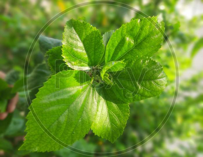 a couple of leaves of hibiscus plant with green natural background