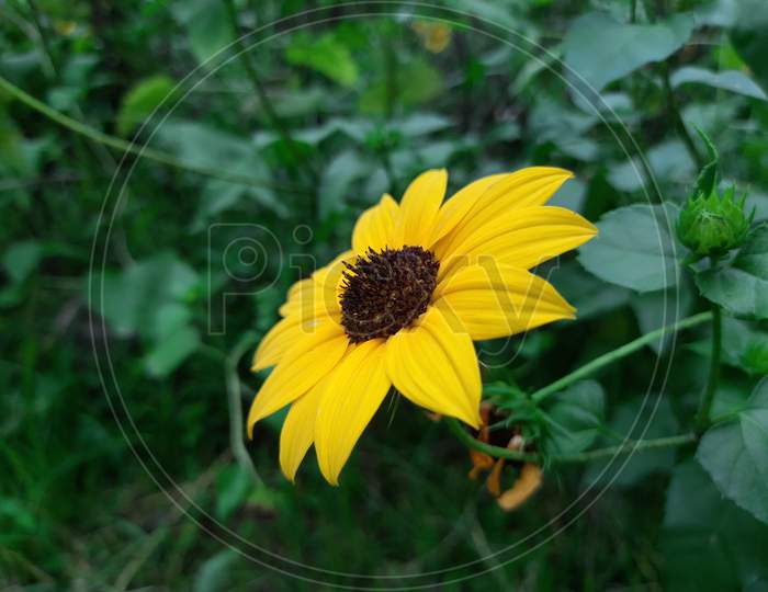 sunflower is a the popular annual species Helianthus annuus.