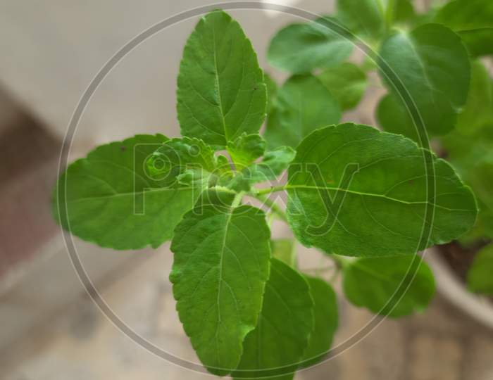 a leaves of Tulsi a medicinal holy basil plant in natural green background