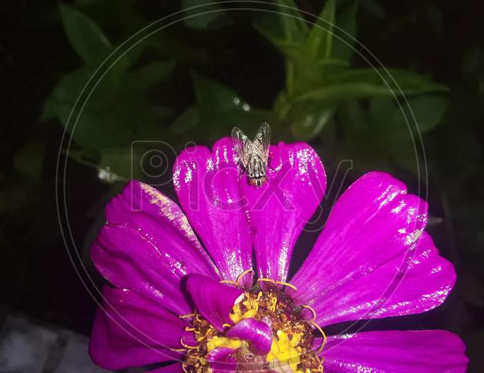 A fly over a pink flower