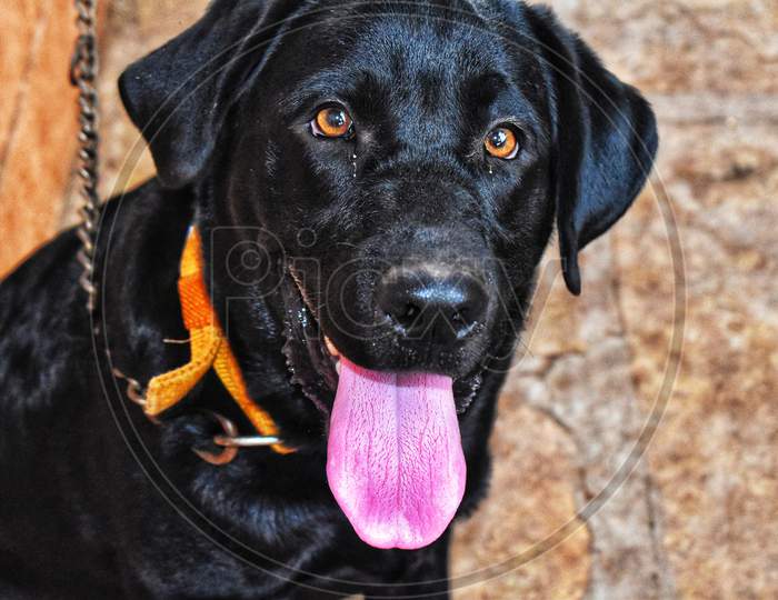 A Black Labrador Dog With Sharp Eyes . Its Pink Tongue Is Outside . A Belt Is Tied To Its Neck