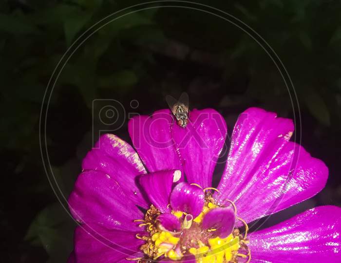 Sitting single house fly in the flower