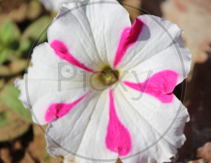 close up of a pink and white colored flower