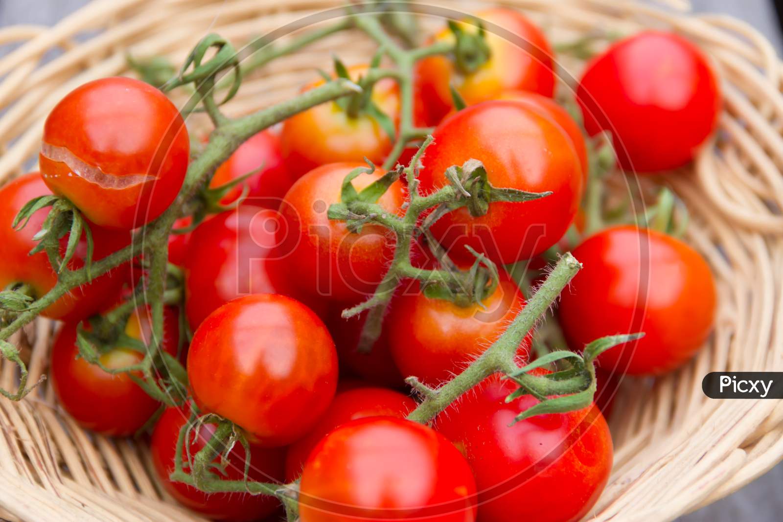 Cultivation Of Tomatoes From The Organic Garden