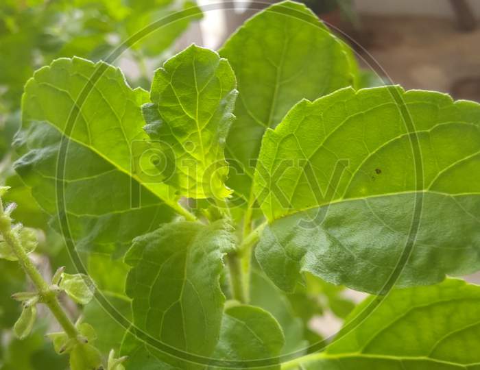 a holy basil Tulsi leaves with green natural background