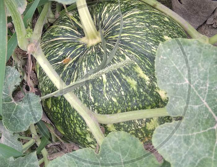 The beautiful images of pumpkin plant