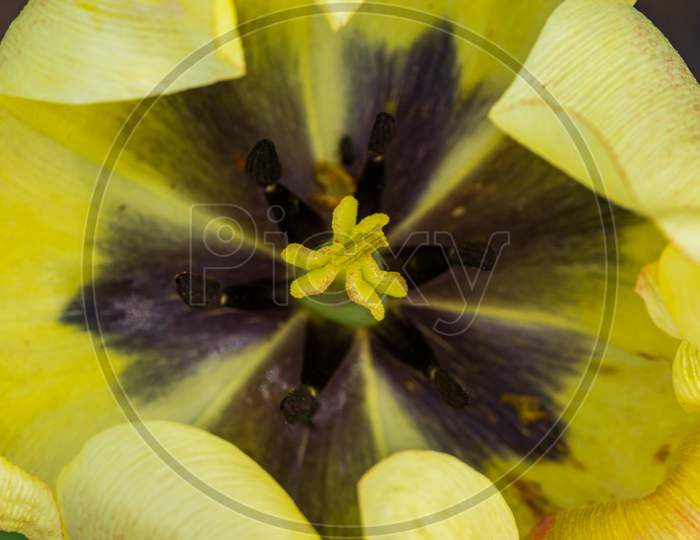 Tulip Flower Inside Closeup Flowering