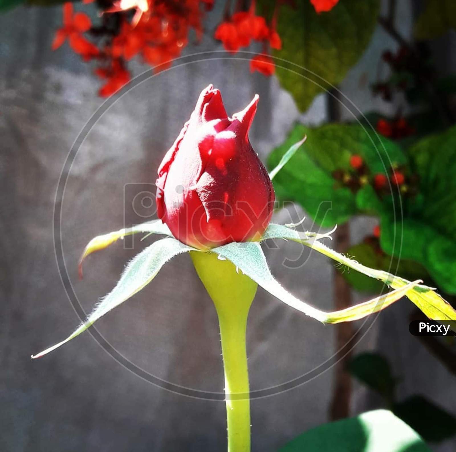 Early stage of Red Rose with petals closed