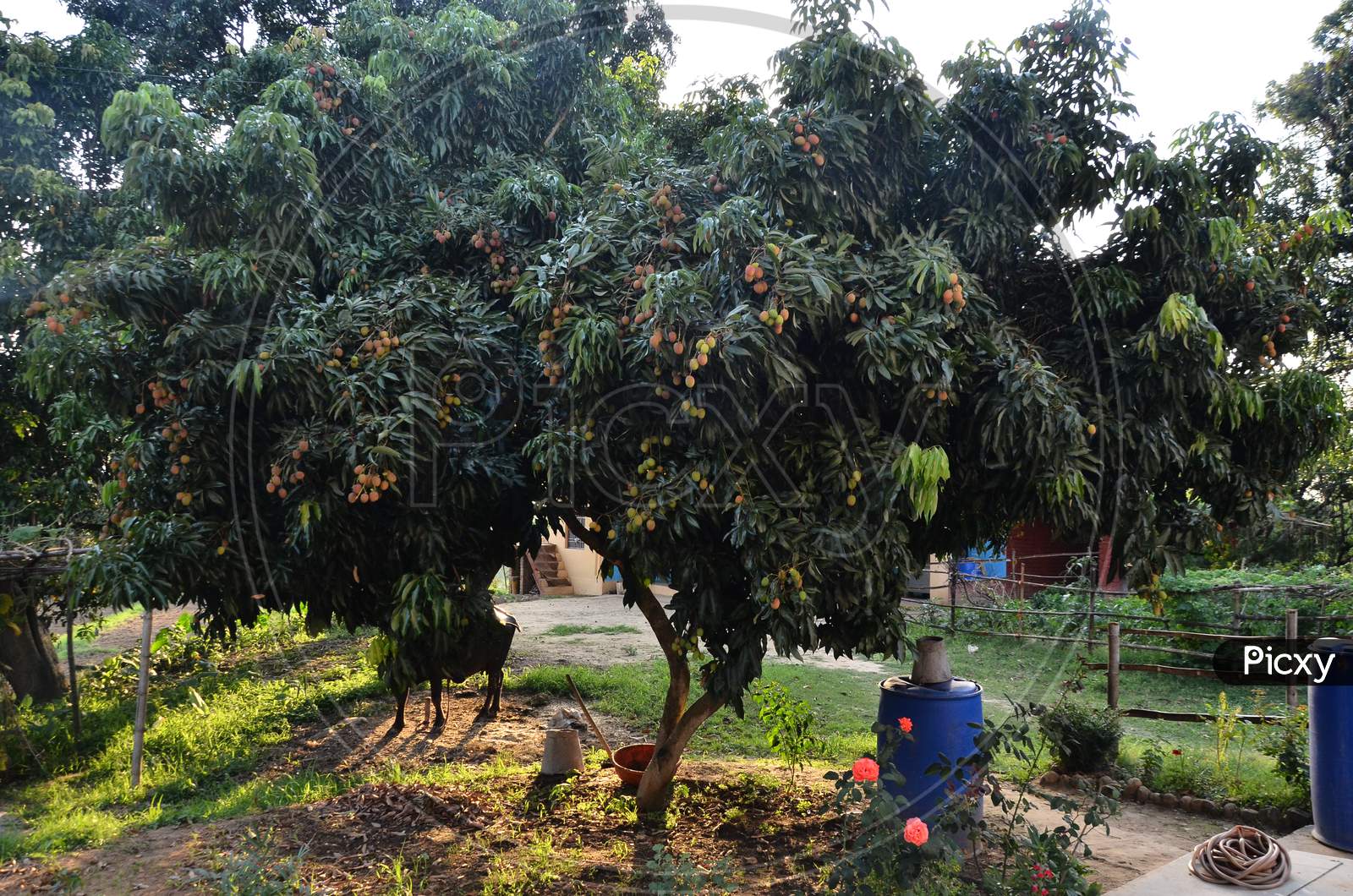 Beautiful Fruits tree in the home Himachal Pradas,India