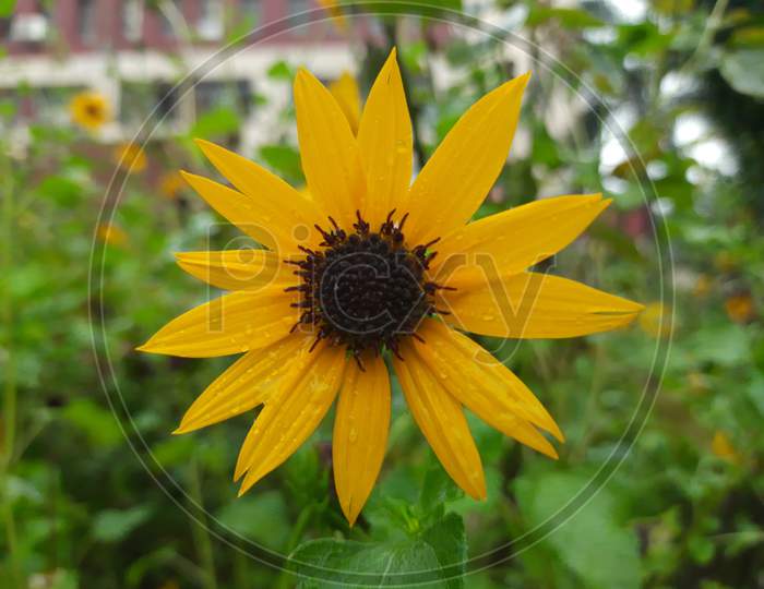 sunflower is a the popular annual species Helianthus annuus.