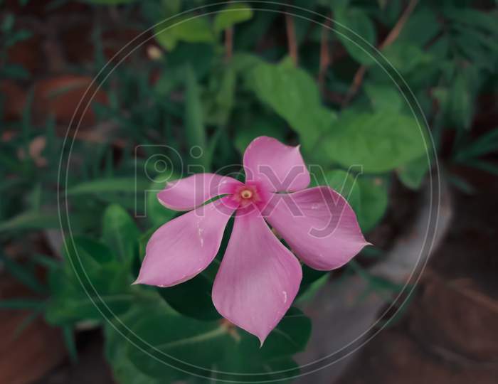 Pink Flower With Green Leaves With Brick Wall