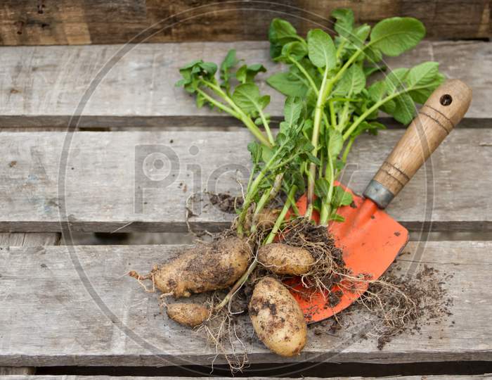 Potatoes And Carrots Harvested From The Organic Garden