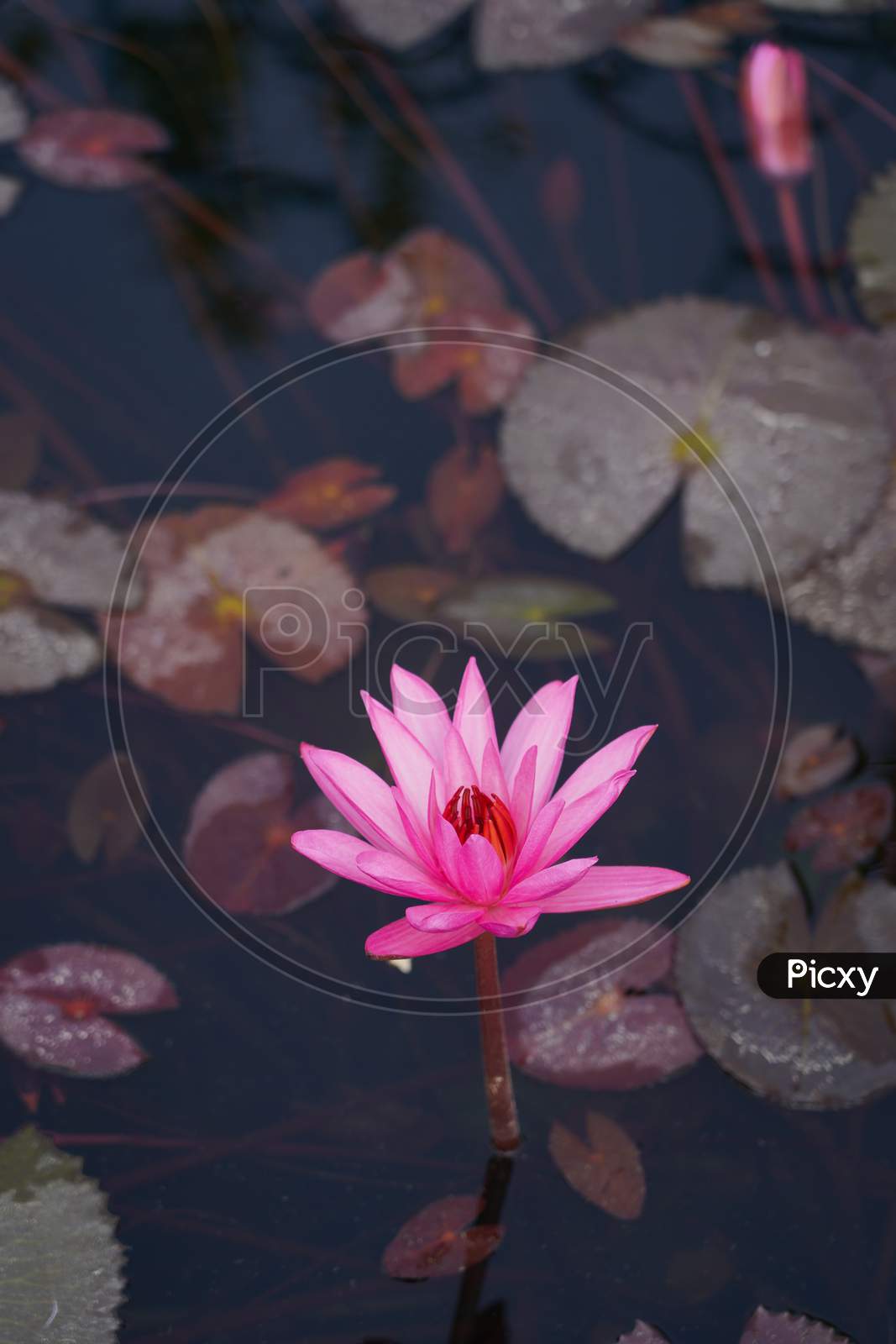 A Pink Color Lotus Flower In Blue Color Water Along With Other Leaves And Water Plants.