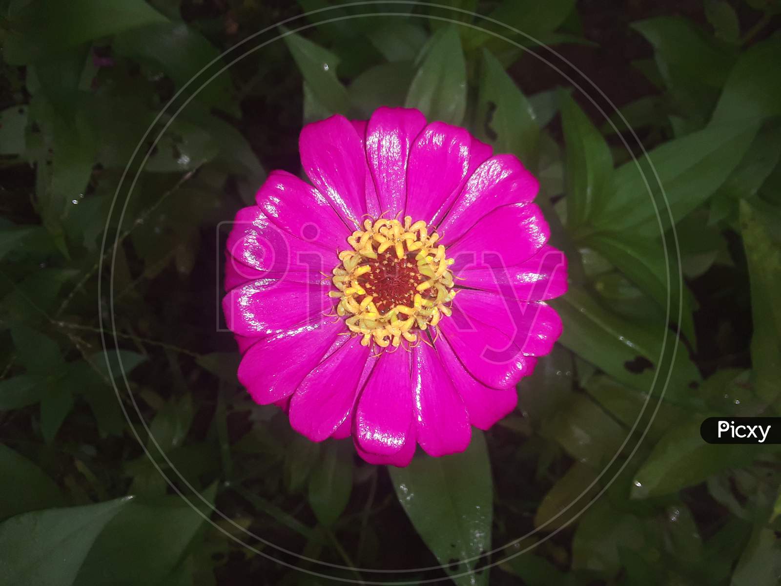 Single pink Guldawdi flowers is garden