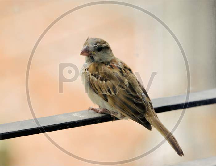 close up of a sparrow
